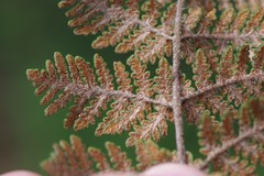 Cheilanthes eckloniana
