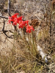 Gladiolus nerineoides