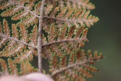 Cheilanthes eckloniana