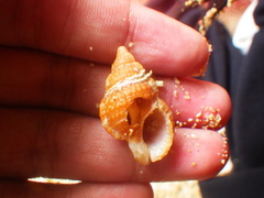 Bursidae
