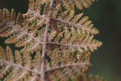Cheilanthes eckloniana