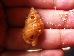 Bursidae