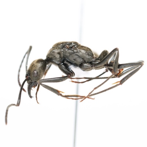 福韦尔新猛蚁Neoponera fauveli