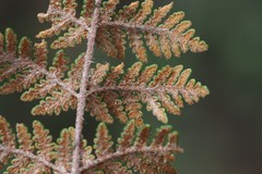 Cheilanthes eckloniana