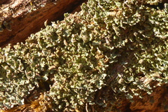 Cladonia parasitica