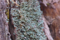 Cladonia parasitica