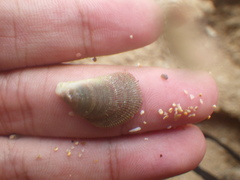 Septifer bilocularis