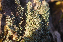 Cladonia parasitica