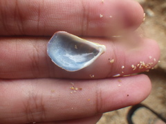 Septifer bilocularis