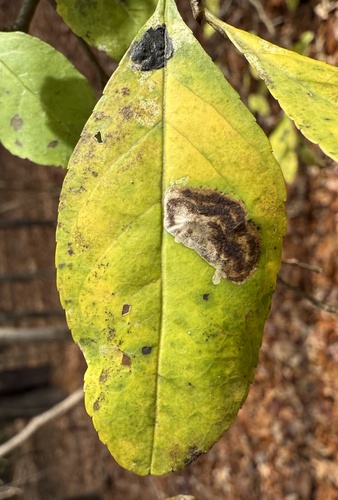 Unknown species found near Falls Lake Rd, Durham, NC, US