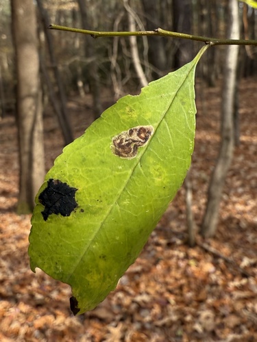 Unknown species found near Falls Lake Rd, Durham, NC, US