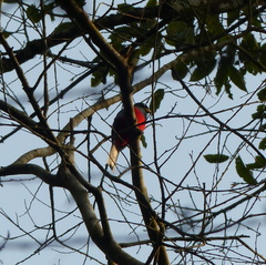 Apaloderma narina