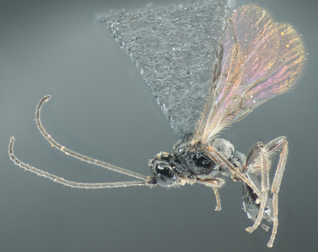 Hormiinae