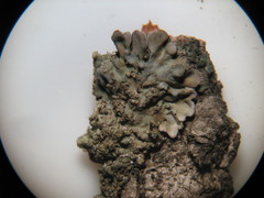 Physconia enteroxantha