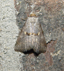 Hyperstrotia flaviguttata