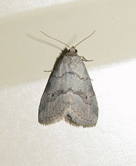 Hyperstrotia flaviguttata