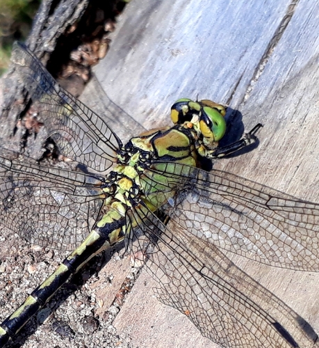 Pleištinė skėtė nuotrauka