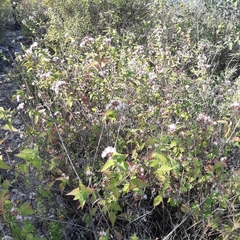 Chromolaena bigelovii
