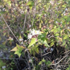 Chromolaena bigelovii
