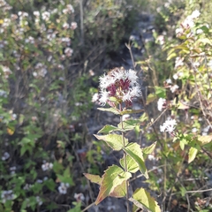 Chromolaena bigelovii