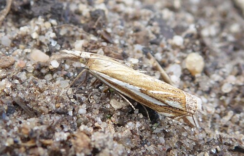 Scarce Grass-veneer, Elst, Netherlands, photo 5 of 10