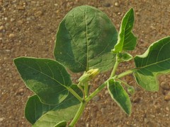 Physalis cinerascens cinerascens