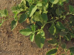 Physalis cinerascens cinerascens