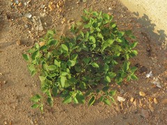 Physalis cinerascens cinerascens