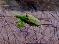 Lophoscutus
