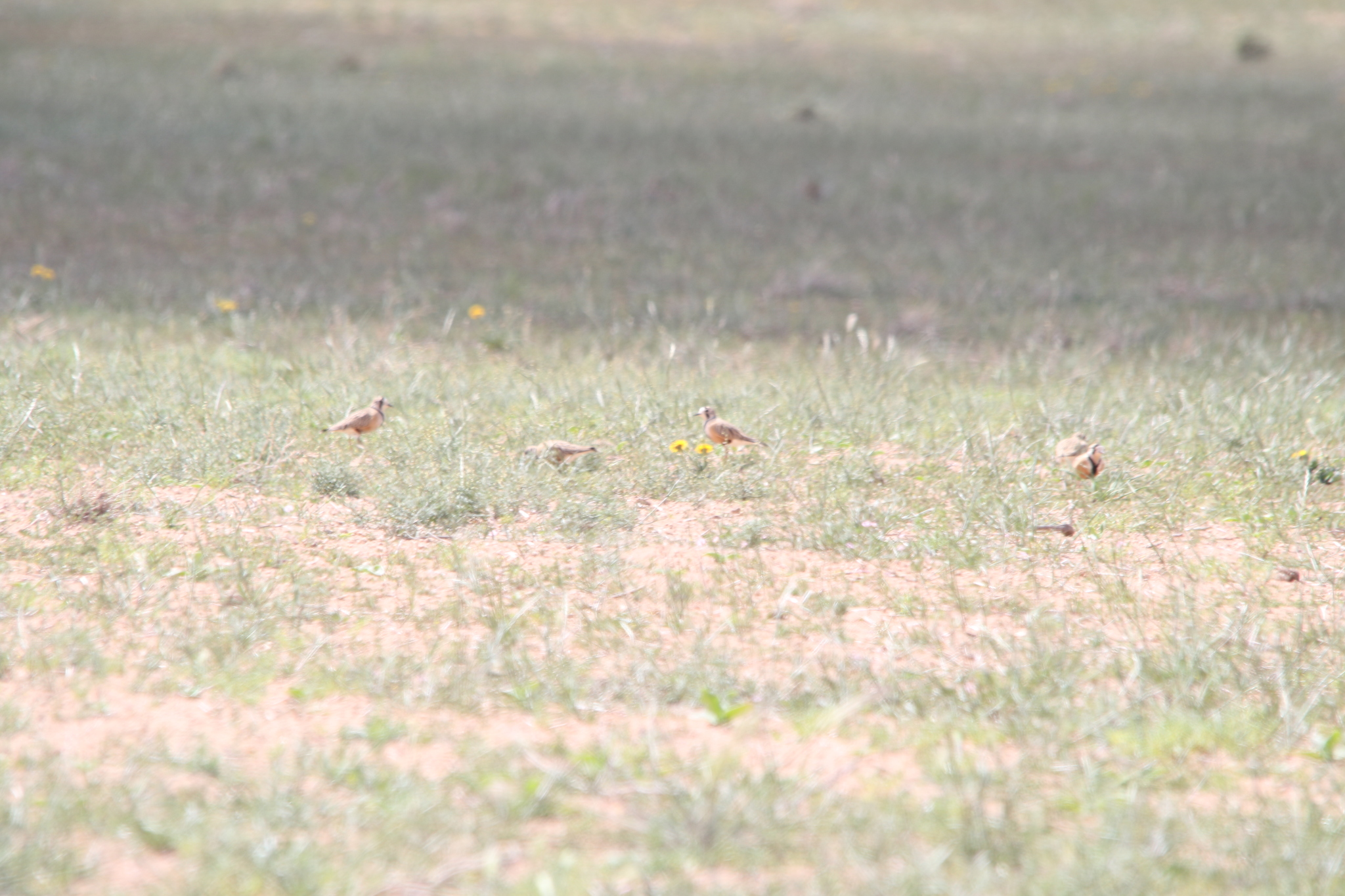 Inland Dotterel (Peltohyas australis), photo 1