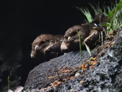 Steatornis caripensis