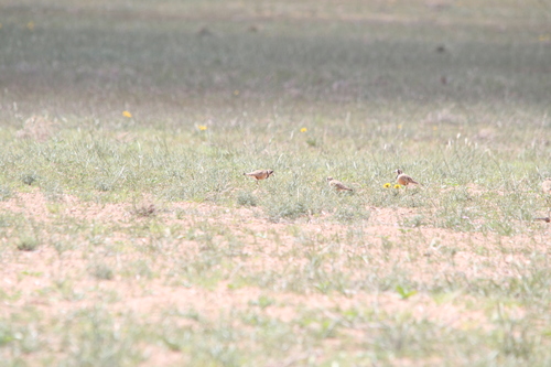 Inland Dotterel (Peltohyas australis), photo 8