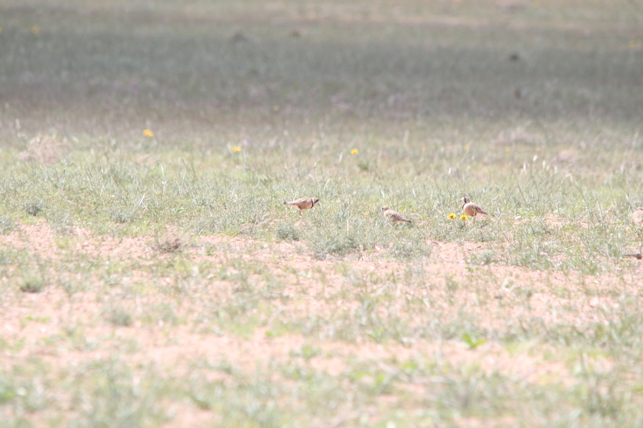 Inland Dotterel (Peltohyas australis), photo 3