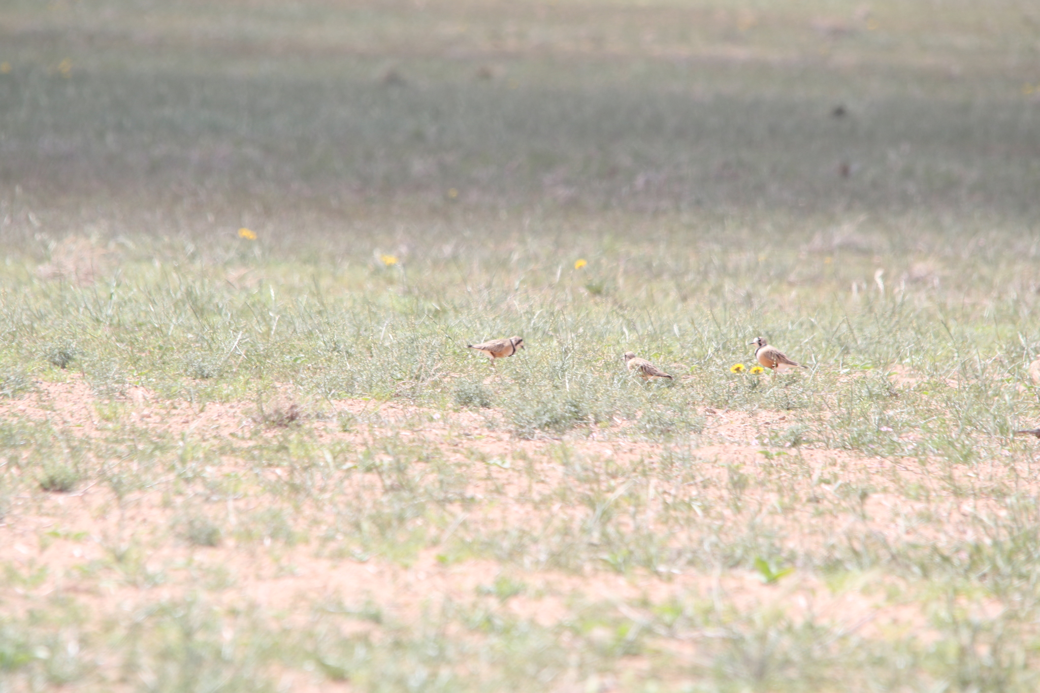 Inland Dotterel (Peltohyas australis), photo 2