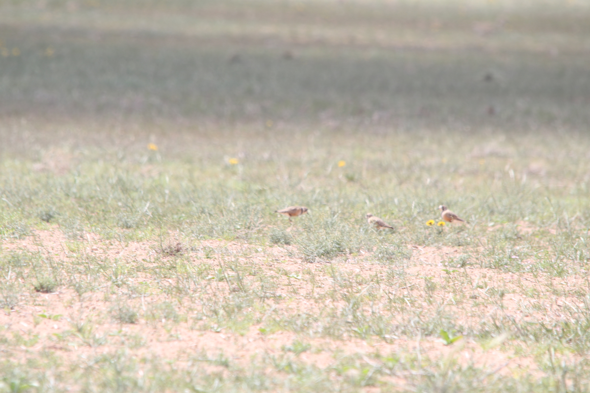 Inland Dotterel (Peltohyas australis), photo 4