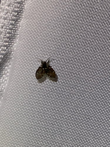 Unknown species found near Sherwood Trail, Grey Forest, TX, US