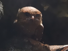 Steatornis caripensis