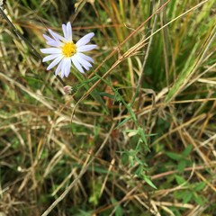 Symphyotrichum simmondsii
