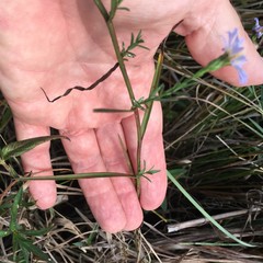 Symphyotrichum simmondsii