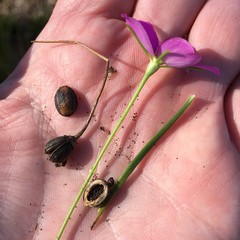 Sabatia grandiflora