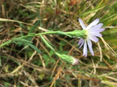 Symphyotrichum simmondsii