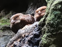 Steatornis caripensis