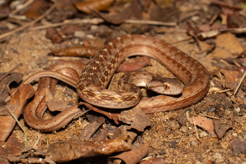 Coastal Mock Viper
