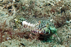 Parapercis stricticeps