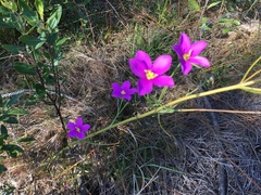 Sabatia grandiflora