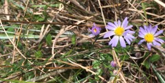 Symphyotrichum simmondsii
