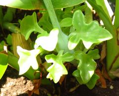 Baculellum articulatum