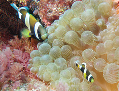 Amphiprion latezonatus
