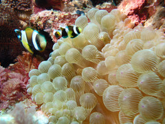 Amphiprion latezonatus
