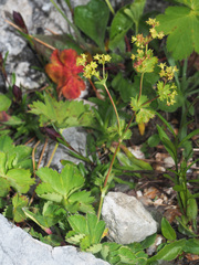 Alchemilla othmarii
